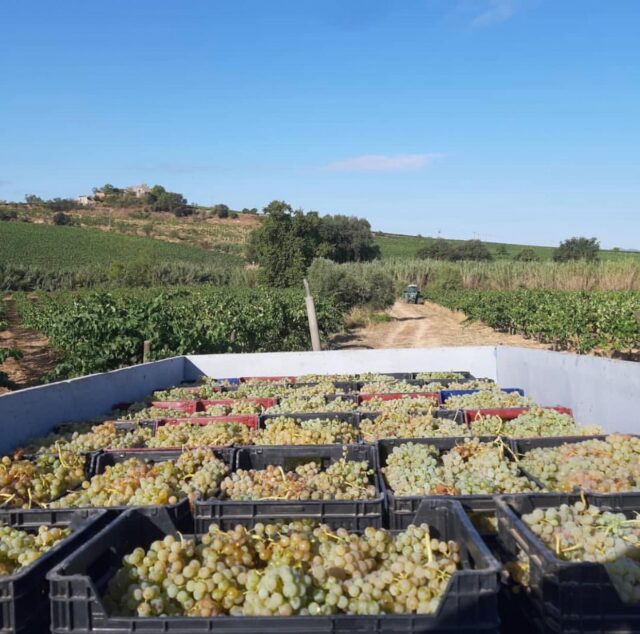 Vineyard