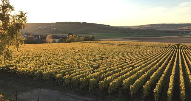 PierreGimonnet_DeWijnwinkel_01