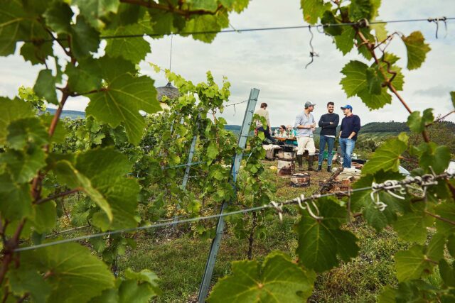 Mosel - Max Ferd. Richter - Riesling
