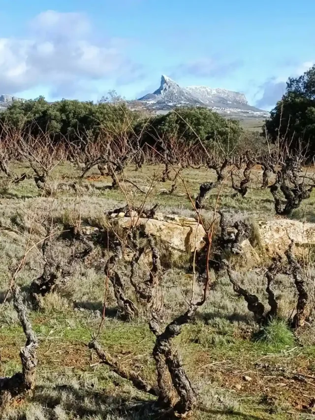 El_Mozo_DeWijnwinkel_02