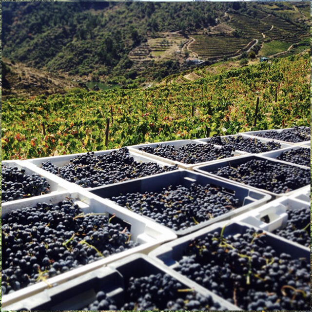 Quinta do Zimbro_Grapes