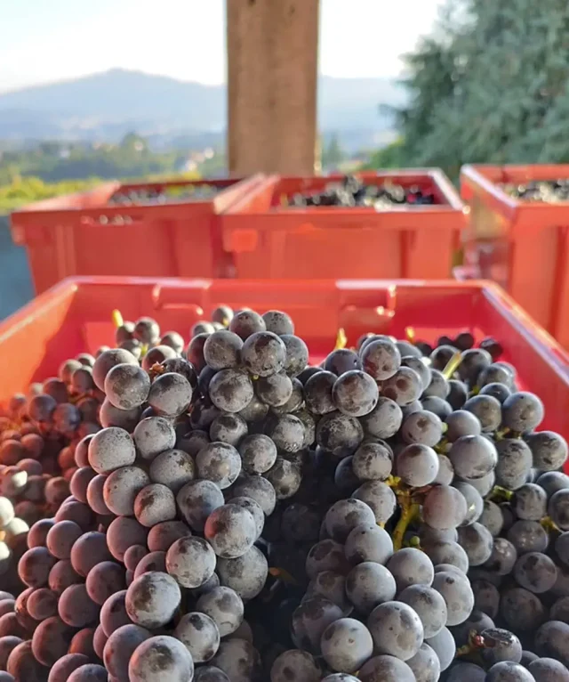 GalacticWines_DeWijnwinkel_03